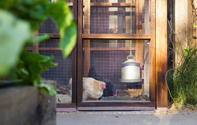 9 astuces pour faire de votre jardin le paradis des poules