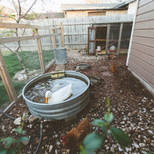 Yard: Chicken coop