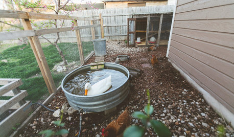 My Houzz: An Urban Farm and Animal Sanctuary in Austin