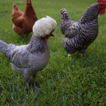 My Houzz: Backyard Farming for a Kansas City Family