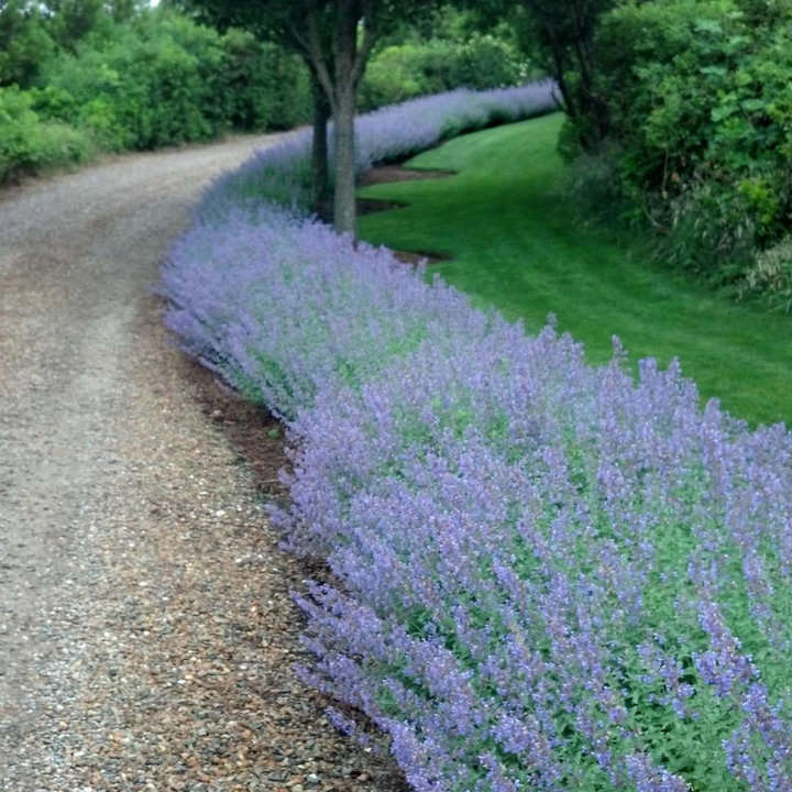 Lilac Landscaping Photos & Ideas Houzz