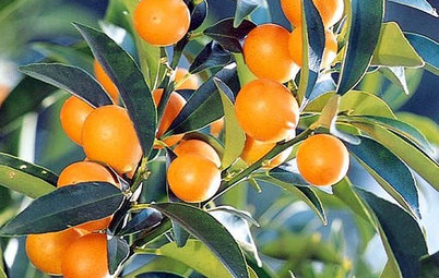 Dwarf Citrus Trees Offer Miniature Size With Maximum Flavor