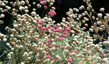 Great Design Plant: Eriogonum Nudum, a Summer Oasis for Pollinators