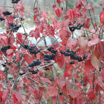 Nannyberry in October.