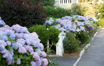 Why You Should Give Hydrangeas a Place in Your Yard