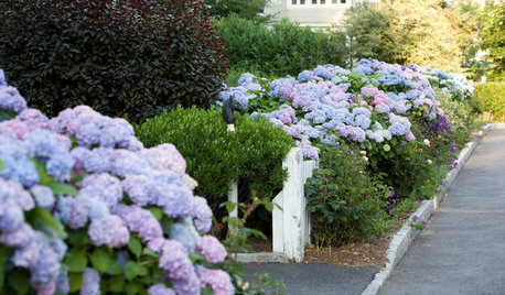 Why You Should Give Hydrangeas a Place in Your Yard