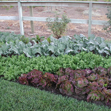 Napa Valley Lettuce Garden