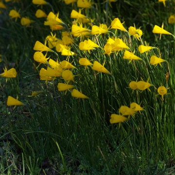 Narcissus bulbocodium.jpg