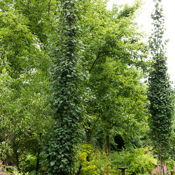 narrow trees for narrow gardens