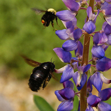 Native Bees & Arroyo Lupin