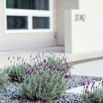 native california plants / low-maintenance landscape detail