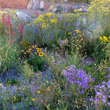 Native high-desert meadow brightens a small front yard