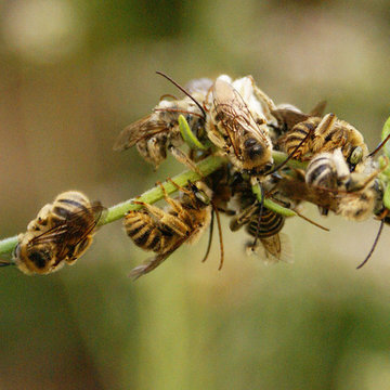 Native longhorn bees