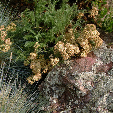 Native plants and site-salvaged boulders