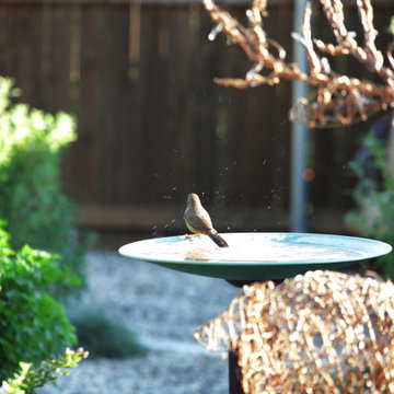 Natives and Water Attract Feathered Friends