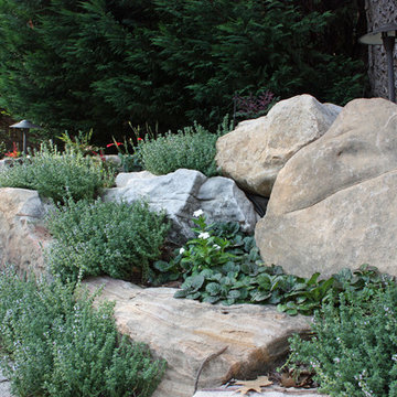 Natural boulder wall with lemon-scented thyme and Catlin's Giant Ajuga