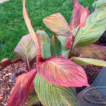 New Canna Lily