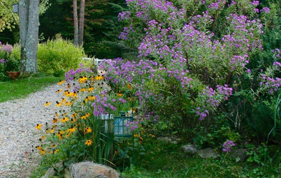 Top 10 Native Plants for the Northeast