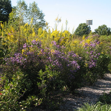 New England aster and Goldenrod