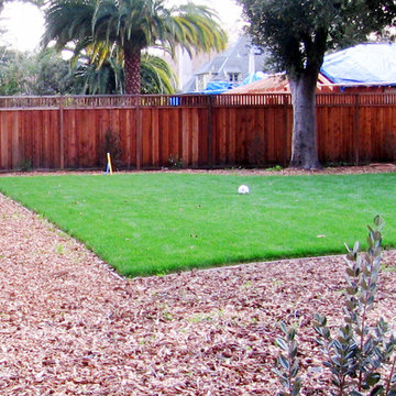New Lawn and Young Plants