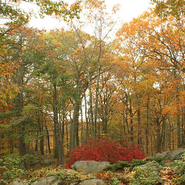 New York Landscape Garden Woodland Backdrops
