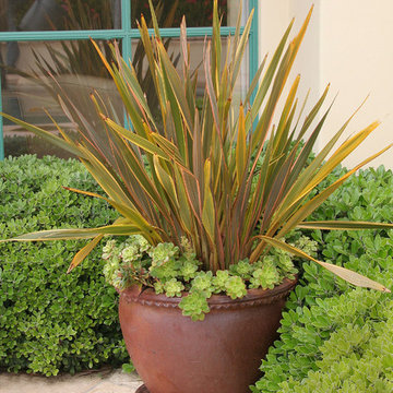 New Zealand Flax in Pot