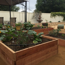 Raised Beds Potager