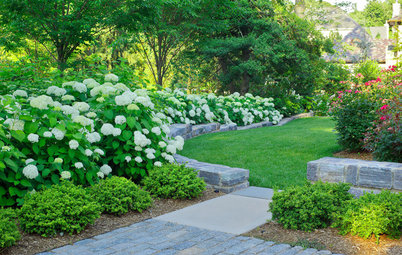 Hydrangea Arborescens Illuminates Garden Borders and Paths