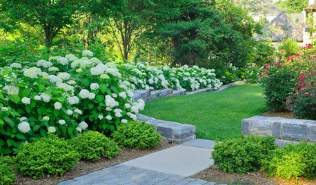 Hydrangea Arborescens Illuminates Garden Borders and Paths