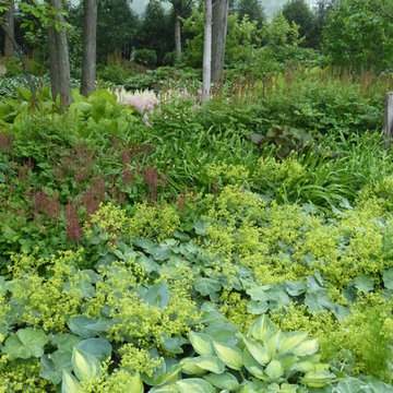 Northbrook Illinois Shade Garden in June