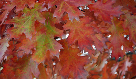 6 Healthy Ways to Handle Fallen Leaves