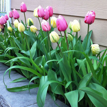 NY Landscape Design Tulip Bed, Flowerbed, Bulbs