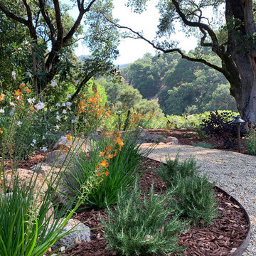 Oak Tree Setting With Hillside Views, Landscape Renovation, Northern California