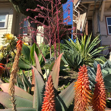 Oakland Succulent Slope Garden