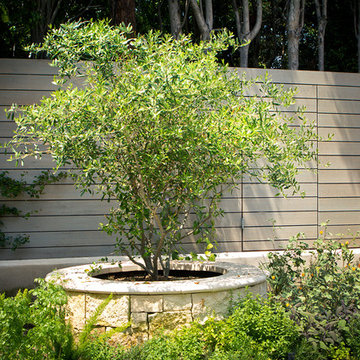 Olive Tree in Circular Raised Planter with Stone Cladding