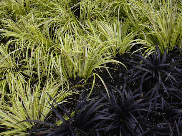 Jardín Ophiopogon planiscapus 'Nigrescens'