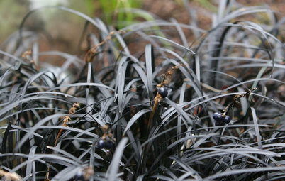 Great Design Plant: Black Mondo Grass
