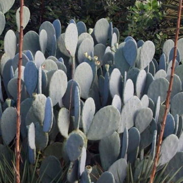 Opuntia X ellisiana, Yucca glauca.jpg