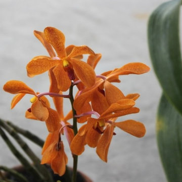 Orange Orchid Tree Variety