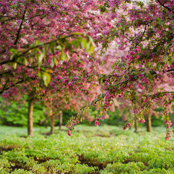 Orchard