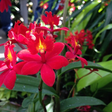 Orchid Show #Chicago Botanic Gardens