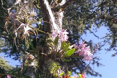 orchids growing on pine tree in Glendale, Ca.