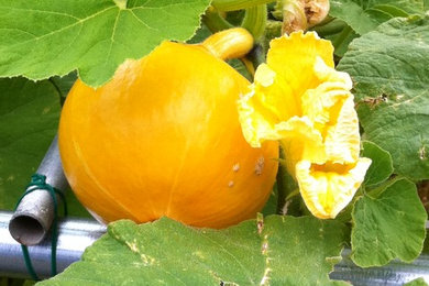 Foto di un giardino tradizionale esposto in pieno sole di medie dimensioni e nel cortile laterale con pacciame