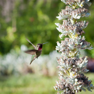 Organic Hummingbird Feeders