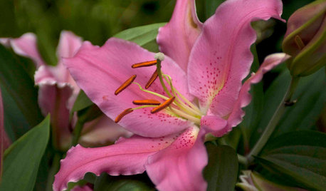 Great Design Plant: Lilies
