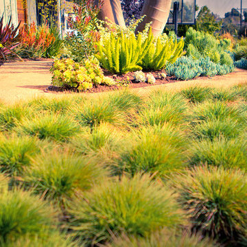 Ornamental grasses in foreground, low water plants and paths in background