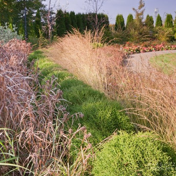 Ornamental grasses in the garden