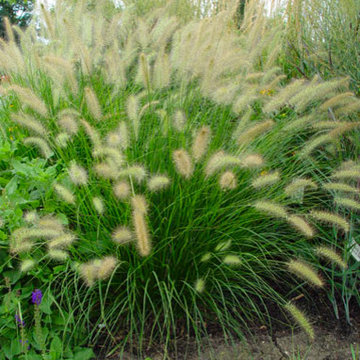 Ornamental Grasses look best late summer into fall