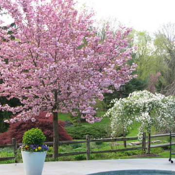 Ornamental Trees