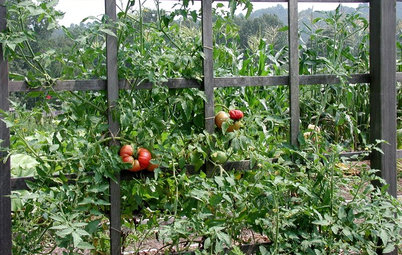 There’s Nothing Cagey About Tomato Cages